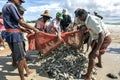 Fishermen remove fish from their nets on Uppuveli beach in Sri Lanka. Royalty Free Stock Photo