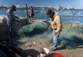 Fishermen Removing Fish From his Nets Royalty Free Stock Photo