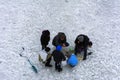Fishermen on the river in winter ice fishing before Royalty Free Stock Photo