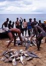 Fishermen sorting the catch, Tobago.