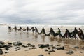 Fishermen taking the big net to the colony