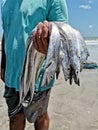 Fishermen taking net and fish from the sea at Lucena beach, ParaÃÂ­ba, Brazil Royalty Free Stock Photo