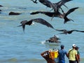 Fishermen unload a fish catch, Ecuador Royalty Free Stock Photo