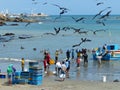 Fishermen unload a fish catch, Ecuador Royalty Free Stock Photo