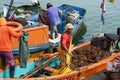 Fishermen Unloading Pyura Chilensis