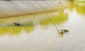 Fishermen using square nets called Yo to catch fish,Fishermen are catching fish with yo.