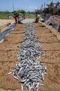 Fishermen working with dried fish on Negombo beach.