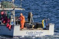 Fishermen working lines on stern of lobster boat Caitlin Christine