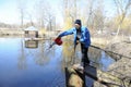 At a fishery: worker feeding adult sturgeons growing in a hatchling pond