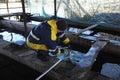 At a fishery: worker taking sturgeon out from hatchling tank