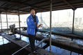 At a fishery: worker taking sturgeon out from a hatchling tank