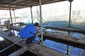 At a fishery: worker taking sturgeon out from a hatchling tank