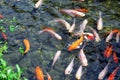 Fishes