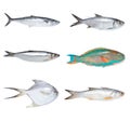 Fishes Royalty Free Stock Photo