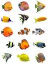 Fishes