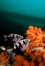 Fishes Royalty Free Stock Photo