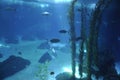 Fishes in blue background water aquarium interior in Lisbon Oceanarium