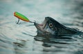 Fishes catching hooks. Fisherman and trout. Bass fishing splash. Catching a big fish with a fishing pole. Lure fishing Royalty Free Stock Photo