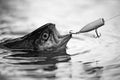 Fishes catching hooks. Fisherman and trout. Bass fishing splash. Catching a big fish with a fishing pole. Lure fishing Royalty Free Stock Photo