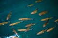 Fishes in clear water of plitvice national park lake Royalty Free Stock Photo