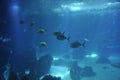 Fishes colony in blue background water aquarium interior in Lisbon Oceanarium