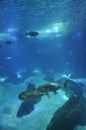 Fishes colony in blue background water aquarium interior in Lisbon Oceanarium