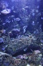 Fishes and colorful anemones diving in water aquarium interior in Lisbon Oceanarium