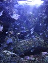 Fishes and colorful anemones diving in water aquarium interior in Lisbon Oceanarium