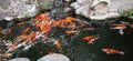 Fishes colourful in pond with water rain Royalty Free Stock Photo