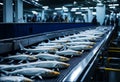 Fishes on conveyer Fish processing plant