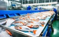 Fishes on conveyer Fish processing plant