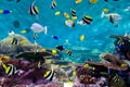 Fishes and coral, underwater life Royalty Free Stock Photo