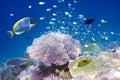 Fishes in corals. Maldives. Indian ocean Royalty Free Stock Photo