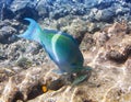 Fishes in corals. Maldives. Indian ocean. scarus, parrot fish Royalty Free Stock Photo