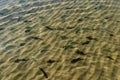 Fishes in crystal clear water in Taipus de Fora, Marau, Brazil