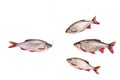 Fishes and fish on a hook, isolated on white, clipping path Royalty Free Stock Photo