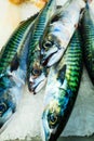 Fishes at fish market (Fisketorget) in Bergen, Norway Royalty Free Stock Photo