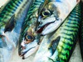 Fishes at fish market (Fisketorget) in Bergen, Norway Royalty Free Stock Photo