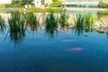 Fishes in the fountain. Wallenstein Garden in Prague. Prague, Czech Republic. Royalty Free Stock Photo