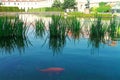 Fishes in the fountain. Wallenstein Garden in Prague. Prague, Czech Republic. Royalty Free Stock Photo