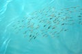 Fishes gobies near sea surface