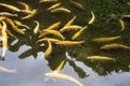Fishes golden trout subspecies of the rainbow trout in clear water with shallow rock. Top view