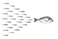 Fishes in group leadership concept. Little fish folow the leader. Royalty Free Stock Photo