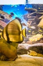 Fishes in Hanwah Aqua Planet Jeju, located nearby Seopjikoji and Royalty Free Stock Photo