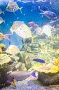 Fishes in Hanwah Aqua Planet Jeju, located nearby Seopjikoji and Royalty Free Stock Photo