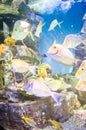 Fishes in Hanwah Aqua Planet Jeju, located nearby Seopjikoji and Royalty Free Stock Photo