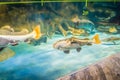 Fishes in Hanwah Aqua Planet Jeju, located nearby Seopjikoji and Royalty Free Stock Photo