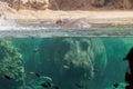 Fishes and Hippo inside a Big Blue Aquarium Tank