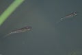 Fishes in the Hiran river, Sasan, Gir Sanctuary. Royalty Free Stock Photo