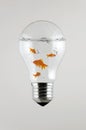 Fishes inside the Light Bulb